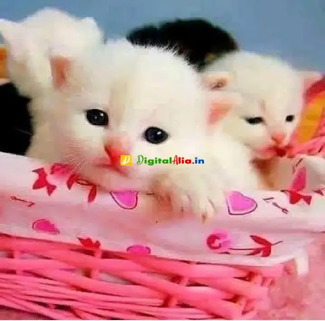 so sweet dp for whatsapp, sweet dp couple, whatsapp dp, cute and sweet dp for whatsapp, best dp for whatsapp, cute dp for whatsapp, sweet images for whatsapp profile hd, best dp for whatsapp, attractive whatsapp dp, beautiful dp for whatsapp profile, funny cute dp for whatsapp, best cute dp for whatsapp, cute dp for whatsapp girl, so cute dp for whatsapp, best dp pics, dp for whatsapp profile, latest dp images, dp ke liye photo, best dp for whatsapp, beautiful profile picture, dp pics for whatsapp, best whatsapp dp for boys